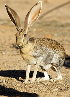 An antelope jackrabbit (Lepus alleni) alert for danger An antelope jackrabbit (Lepus alleni) alert for danger