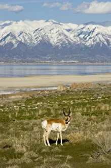 Images Dated 12th April 2009: Antelope on Shore of Antelope Island, Northern Wasatch Mountains in Distance, Antelope
