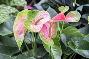 <b class=qtipBold><figcaption>Anthurium, USA</figcaption></b><br><em>© Lisa Engelbrecht / DanitaDelimont.com</em> Anthurium, USA