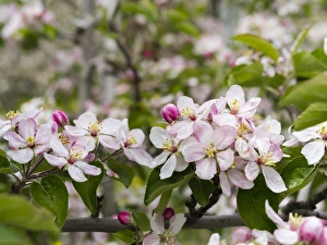 Apple (malus) growing in the valley Vinschgau (val Venosta) in South Tyrol (Alto Adige) Apple (malus) growing in the valley Vinschgau (val Venosta) in South Tyrol (Alto Adige)
