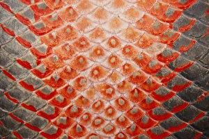 Arapaima (Arapaima gigas) Skin detail. Harvest on quota A South American tropical Arapaima (Arapaima gigas) Skin detail. Harvest on quota A South American tropical