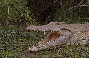 Arba Minch Lake Chamo Ethiopia Africa crocodiles in Crocidile Market in water dangerous Arba Minch Lake Chamo Ethiopia Africa crocodiles in Crocidile Market in water dangerous