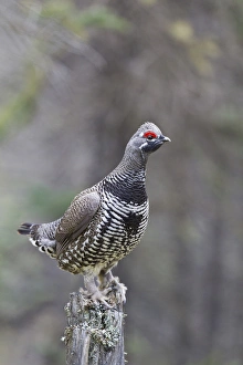 Boreal Forest Gallery: Arctic, Alaska, a male spruce grouse displays for females from a dead tree stump
