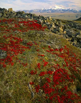 ARCTIC NATIONAL WILDLIFE REFUGE, ALASKA. USA. Scarlet foliage of bearberry on tundra in autumn