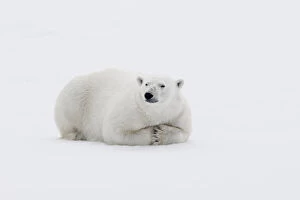 Arctic, north of Svalbard. A polar bear rests on the edge of a slab of pack ice