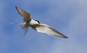 <b class=qtipBold><figcaption>Arctic Tern</figcaption></b><br><em>© Ken Archer / DanitaDelimont.com</em> Arctic Tern