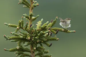 Boreal Forest Gallery: Arctic Warbler, Sub-arctic Boreal forest
