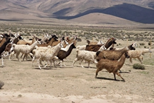 Argentina, Jujuy, llama herd in the countryside Argentina, Jujuy, llama herd in the countryside