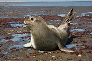 Images Dated 14th June 2002: Argentina: Valdes Peninsula, Patagonia, Punta Delgada, Southern elephant seal(Mirounga