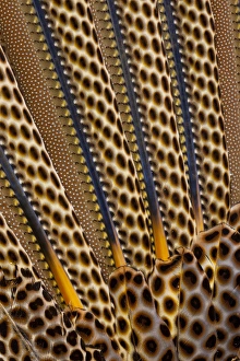 Argus Pheasant Wing Feather design with patterns with spots Argus Pheasant Wing Feather design with patterns with spots