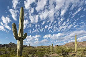Arizona. Clouds spread across a blue sky above saguaro cactus in Organ Pipe National Arizona. Clouds spread across a blue sky above saguaro cactus in Organ Pipe National