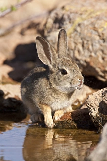 Arizona Cottontail Rabbit Sylvilagus audubonii SE Arizona Arizona Cottontail Rabbit Sylvilagus audubonii SE Arizona