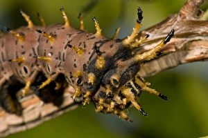 Arizona Horned Devil Caterpillar Citheronia regalis sinaloensis Native to Arizona Arizona Horned Devil Caterpillar Citheronia regalis sinaloensis Native to Arizona