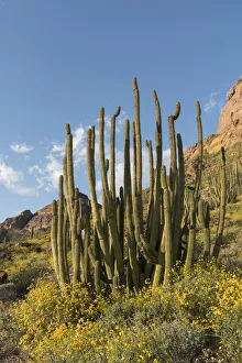 Arizona. A landscape of Organ pipe cactus and blooming Brittlebush in Organ Pipe National Arizona. A landscape of Organ pipe cactus and blooming Brittlebush in Organ Pipe National