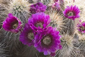 Arizona. Strawberry hedgehog cactus, Echinocereus engelmannii, blooms vibrantly in Spring Arizona. Strawberry hedgehog cactus, Echinocereus engelmannii, blooms vibrantly in Spring