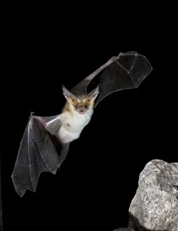 Arizona, USA, Pallid Bat, Antrozous pallidus. In flight, searching for ground-dwelling Arizona, USA, Pallid Bat, Antrozous pallidus. In flight, searching for ground-dwelling