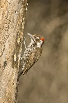 Arizona Woodpecker, Dendrocopos arizonae, South Eastern Arizona Arizona Woodpecker, Dendrocopos arizonae, South Eastern Arizona
