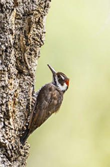 Arizona Woodpecker (Picoides arizonae) male on juniper tree Arizona Woodpecker (Picoides arizonae) male on juniper tree