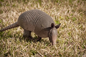 Armadillo, Merritt Island National Wildlife Refuge, Kennedy Space Center, Florida Armadillo, Merritt Island National Wildlife Refuge, Kennedy Space Center, Florida
