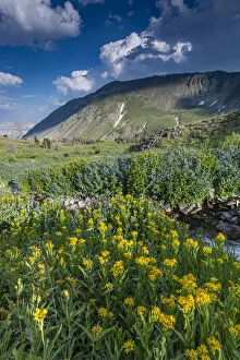 Arnica and bluebell wildflowers next to creek, Absaroka Mountains near Cody and Meeteetse Arnica and bluebell wildflowers next to creek, Absaroka Mountains near Cody and Meeteetse