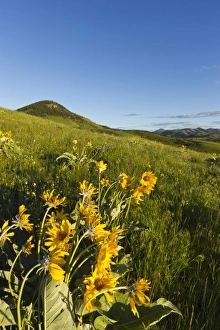 Arrowleaf balsamroot wildflowers in the Bears Paw Mountains near Havre, Montana, USA Arrowleaf balsamroot wildflowers in the Bears Paw Mountains near Havre, Montana, USA