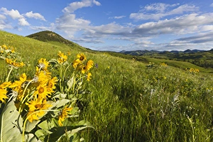 Arrowleaf balsomroot wildflowers in the Bears Paw Mountains near Havre, Montana, USA Arrowleaf balsomroot wildflowers in the Bears Paw Mountains near Havre, Montana, USA