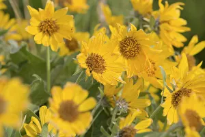 Arrowleaf Balsomroot wildflowers near Judith Gap Montana Arrowleaf Balsomroot wildflowers near Judith Gap Montana