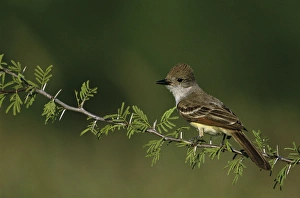 Ash-throated Flycatcher, Myiarchus cinerascens, adult, Starr County, Rio Grande Valley Ash-throated Flycatcher, Myiarchus cinerascens, adult, Starr County, Rio Grande Valley