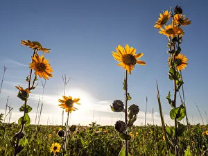 Ashy sunflower, just before sunset, prairie, Tzi-Sho Natural Area, Prairie State Park Ashy sunflower, just before sunset, prairie, Tzi-Sho Natural Area, Prairie State Park