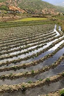 Sustainable Gallery: Asia, Bhutan, Paro. Farm in the Paro Valley