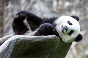 Asia, China, Sichuan Province, Mt. Qincheng Town, Giant Panda Asia, China, Sichuan Province, Mt. Qincheng Town, Giant Panda