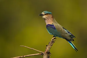 Images Dated 27th March 2011: Asia, India, Bandhavgar National Park, Indian Roller, Coracias benghalensis, perched