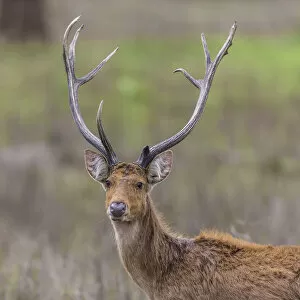 Images Dated 15th April 2015: Asia. India. Barasingha, or Southern swamp deer (Rucervus duvaucelii branderi) at