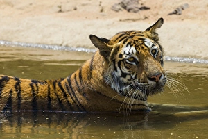 Asia. India. Female Bengal tiger (Pantera tigris tigris) enjoys the cool of a water Asia. India. Female Bengal tiger (Pantera tigris tigris) enjoys the cool of a water