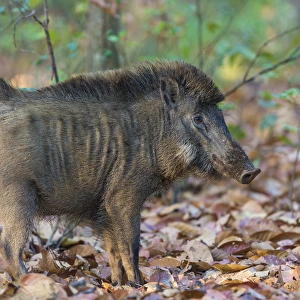 Asia. India. Indian boar (Sus scrofa cristatus) at Kanha Tiger reserve Asia. India. Indian boar (Sus scrofa cristatus) at Kanha Tiger reserve