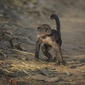 Asia. India. Juvenile Grey langur, or Hanuman langur (Semnopithecus entellus) at Asia. India. Juvenile Grey langur, or Hanuman langur (Semnopithecus entellus) at