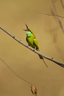 Images Dated 14th March 2011: Asia, India, Kanha National Park, Little Green Bee-eater, Merops orientalis, on branch