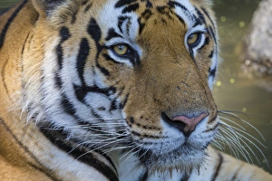 Asia. India. Male Bengal tiger (Pantera tigris tigris) enjoys the cool of a water Asia. India. Male Bengal tiger (Pantera tigris tigris) enjoys the cool of a water