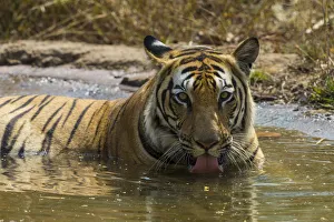 Asia. India. Male Bengal tiger (Pantera tigris tigris) enjoys the cool of a water Asia. India. Male Bengal tiger (Pantera tigris tigris) enjoys the cool of a water