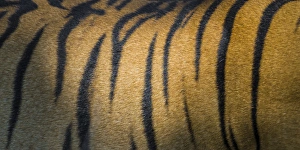 Asia. India. Male Bengal tiger skin (Pantera tigris tigris) showing the stripes that Asia. India. Male Bengal tiger skin (Pantera tigris tigris) showing the stripes that