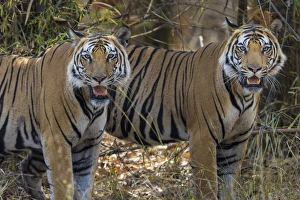 Asia. India. A pair of male Bengal tigers (Pantera tigris tigris) enjoy the cool Asia. India. A pair of male Bengal tigers (Pantera tigris tigris) enjoy the cool