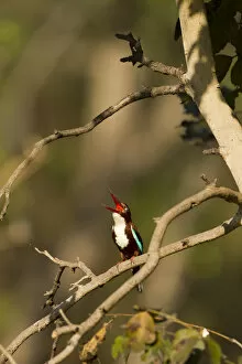 Images Dated 16th March 2011: Asia, India, Pench National Park, Madhya Pradesh, White-throated Kingfisher, Halcyon smyrnensis