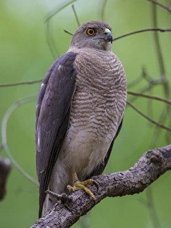 Asia. India. Shikra (Accipiter badius) at Kanha Tiger reserve Asia. India. Shikra (Accipiter badius) at Kanha Tiger reserve