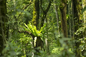 Asia, Indonesia, Bali. Eka Karya Botanic Garden, also known as Bali Botanic Garden Asia, Indonesia, Bali. Eka Karya Botanic Garden, also known as Bali Botanic Garden