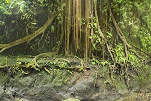 Asia, Indonesia, Bali. Indonesia, Ubud. The Ubud Monkey Forest is a nature reserve Asia, Indonesia, Bali. Indonesia, Ubud. The Ubud Monkey Forest is a nature reserve