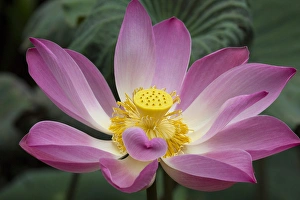 Asia, Indonesia, Bali. Pink Lotus flower, water lily, nymphaea species, Ubud, Bali Asia, Indonesia, Bali. Pink Lotus flower, water lily, nymphaea species, Ubud, Bali