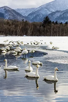Asia, Japan, Hokkaido, Lake Kussharo, Whooper Swans Swimming in the Lake Asia, Japan, Hokkaido, Lake Kussharo, Whooper Swans Swimming in the Lake