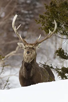 Asia, Japan, Hokkaido, Rausu, sika deer, Cervus Nippon. Portrait of a sika stag Asia, Japan, Hokkaido, Rausu, sika deer, Cervus Nippon. Portrait of a sika stag