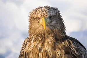 Asia, Japan, Hokkaido, Rausu, white-tailed eagle, Haliaeetus albicilla Asia, Japan, Hokkaido, Rausu, white-tailed eagle, Haliaeetus albicilla