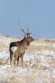 Asia, Japan, Hokkaido, Shiretoko Peninsula, near Rausu, sika deer, Cervus Nippon Asia, Japan, Hokkaido, Shiretoko Peninsula, near Rausu, sika deer, Cervus Nippon